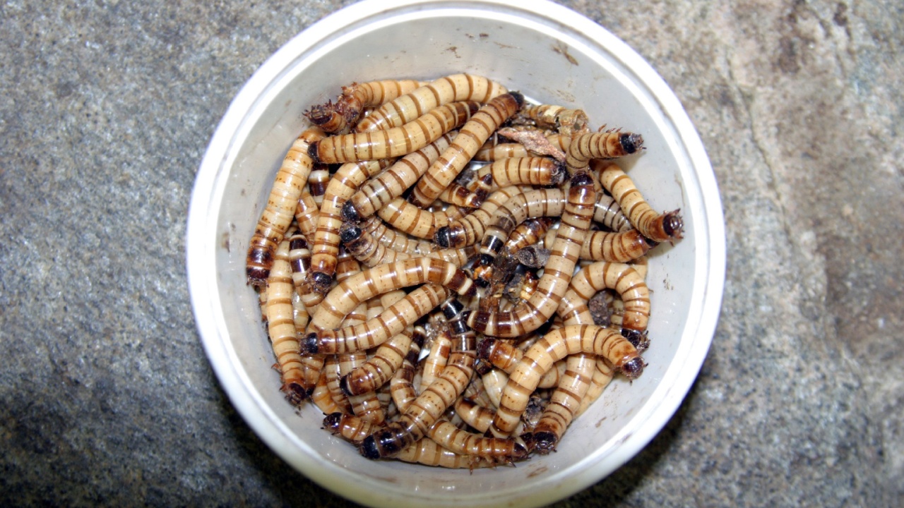 a cup of meal worms squiggle and wiggle around in a cup before being fed to turtles snakes fish and other animals