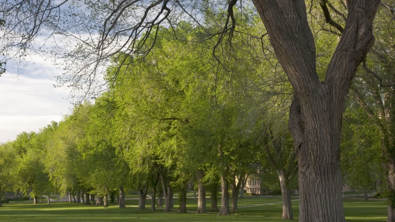 Alley with old American elm trees at the Oval of Colorado State University campus - landmark of Fort Collins