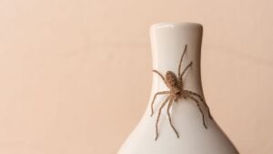 Spider on white vase