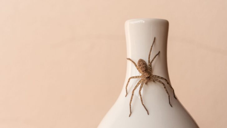 12 Ways to Keep Spiders Out of the House for Good