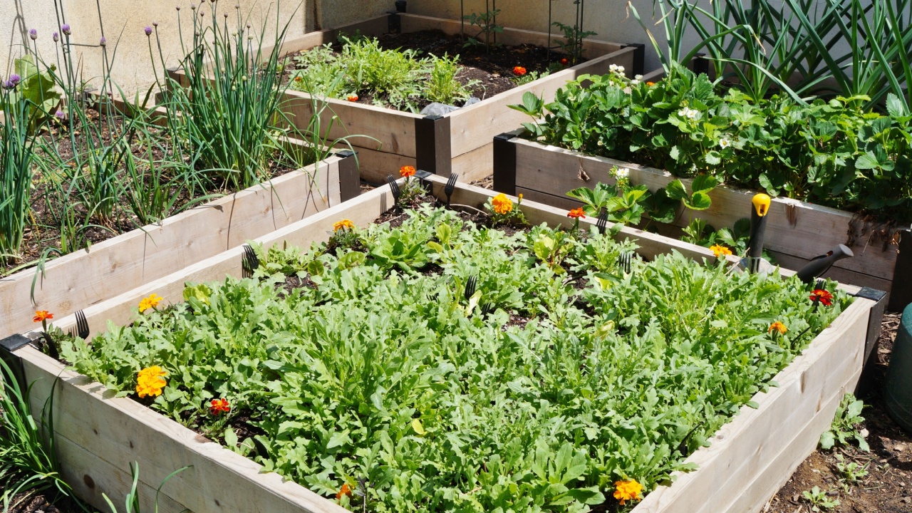 Raised bed vegetable garden in spring