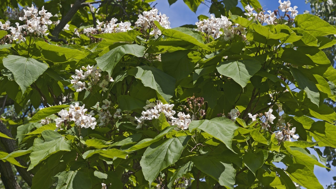 Northern catalpa (Catalpa speciosa) in blossom. Called Hardy Catalpa, Western Catalpa, Cigar Tree and Catawba-tree also