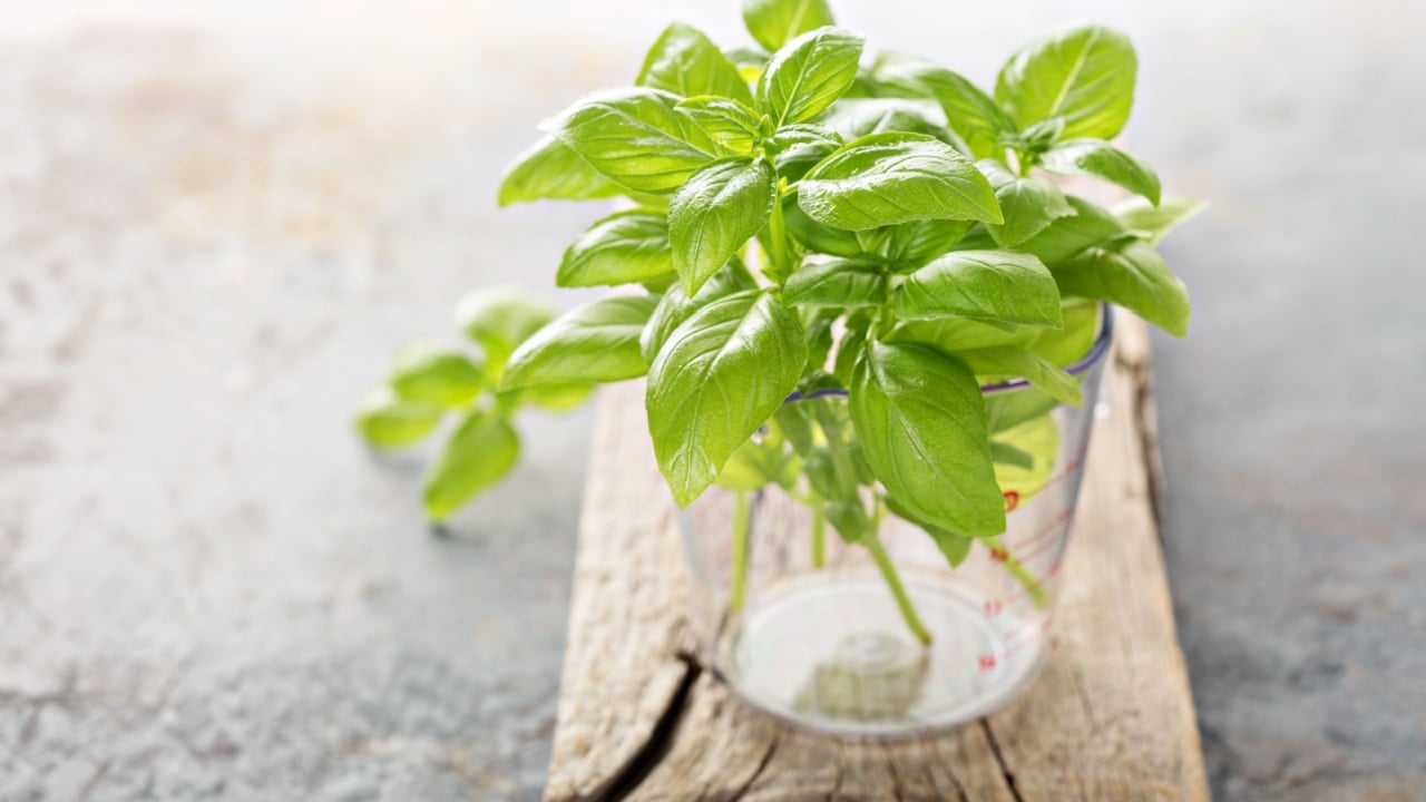 Fresh green basil just harvested in a measuring cup, cooking with herbs concept