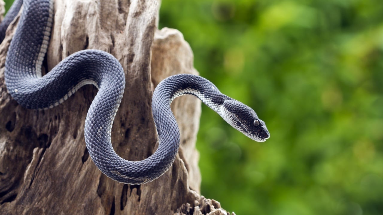 black viper snake on a tree