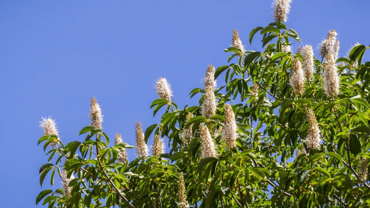 California buckeye flowers (Aesculus californica)