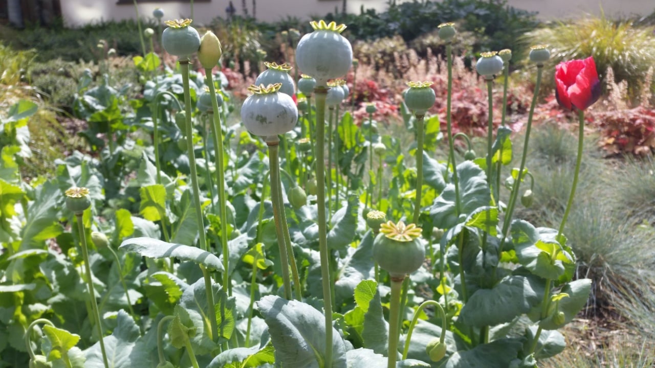 Poppy buds growing in a field with fully grown poppies