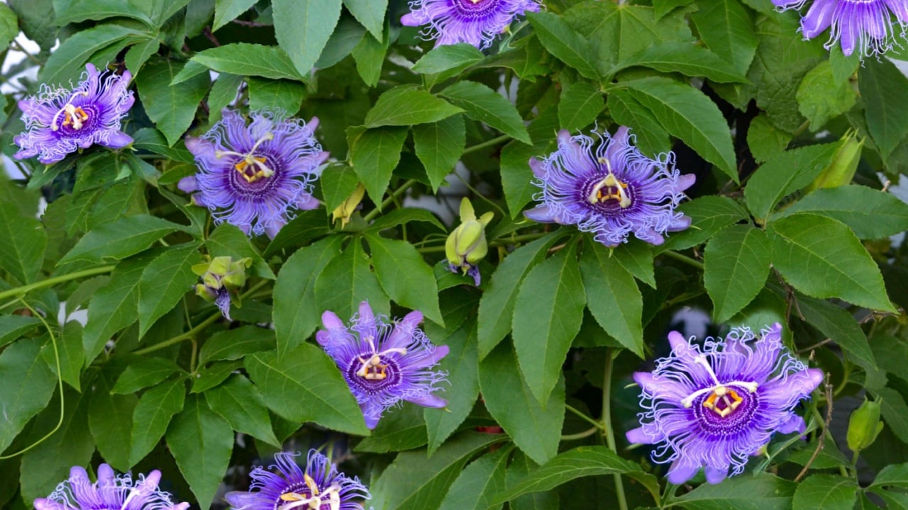 Maypop flowers on the vine