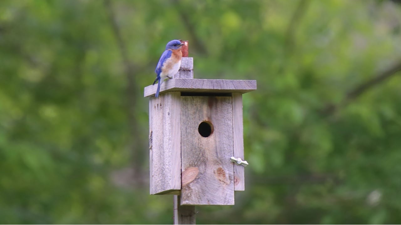 Eastern Bluebird (male), perched on a birdhouse