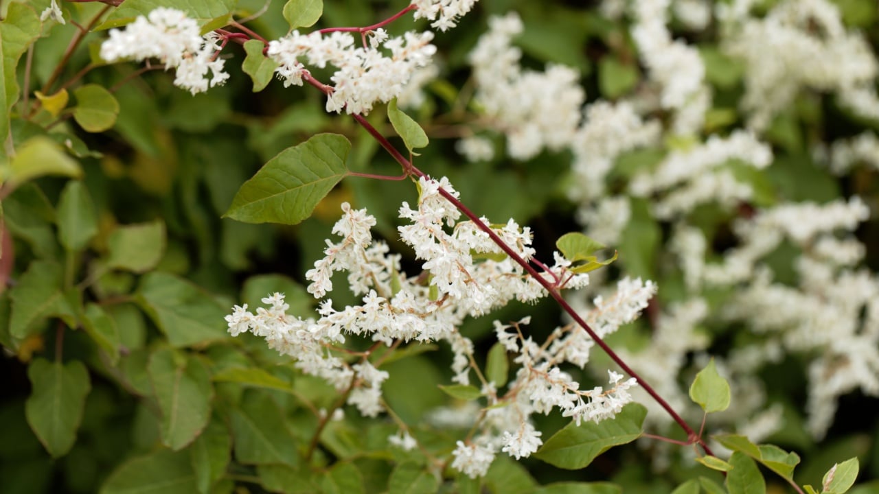 Flowers of Russian vine (Fallopia baldschuanica)