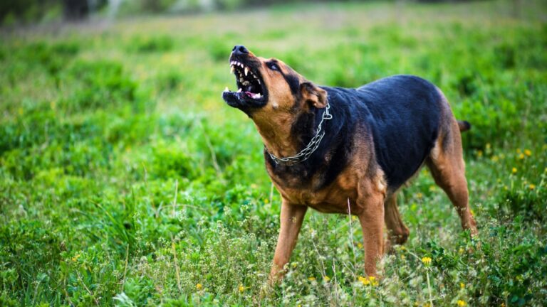 Angry dog on green background