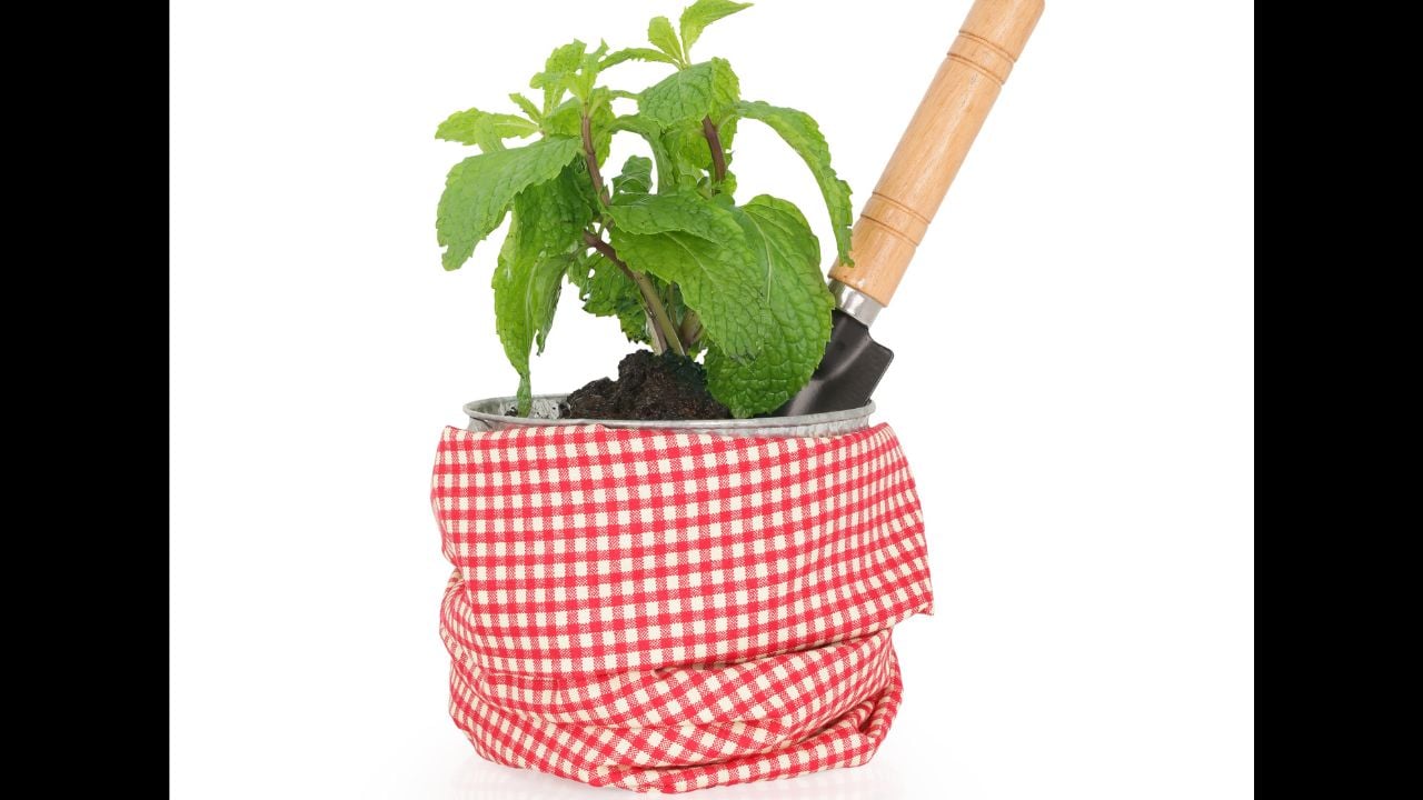 isolated on white background with clipping path.