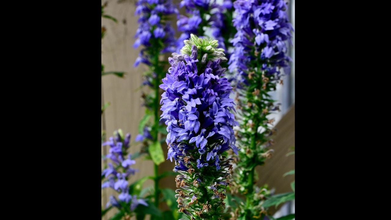 A vertical closeup of Great Blue Lobelia (Lobelia siphilitica)