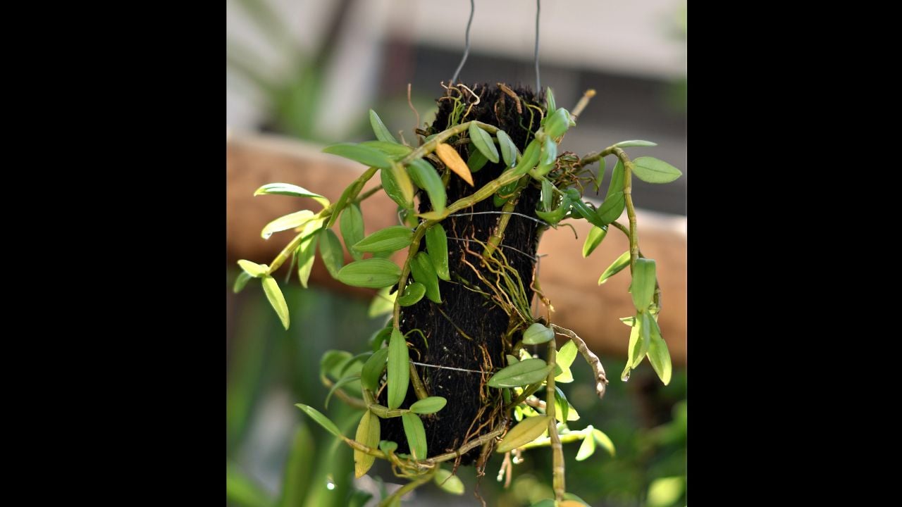 Micro orchid planted in a piece of xaxim and hanging in the garden of the house