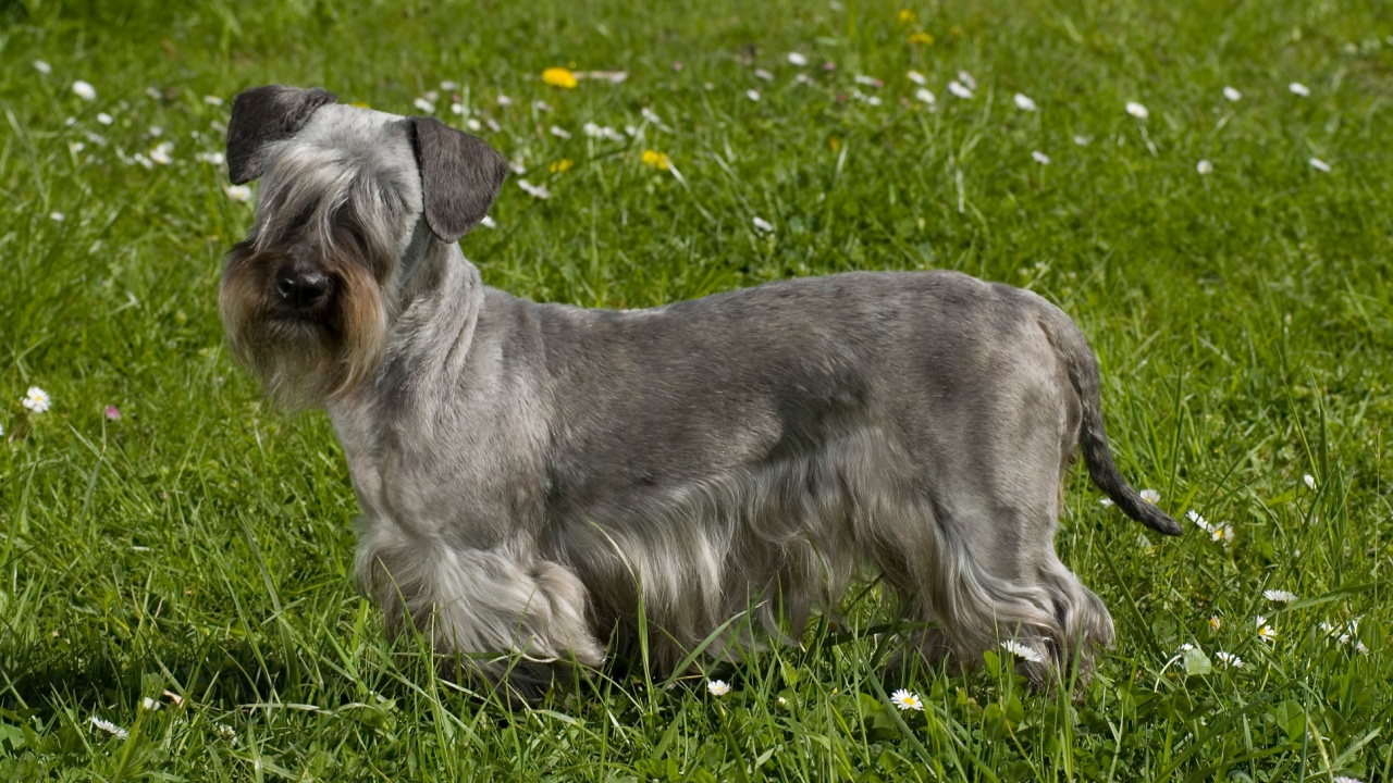 Cesky terrier standing in a flower meadow