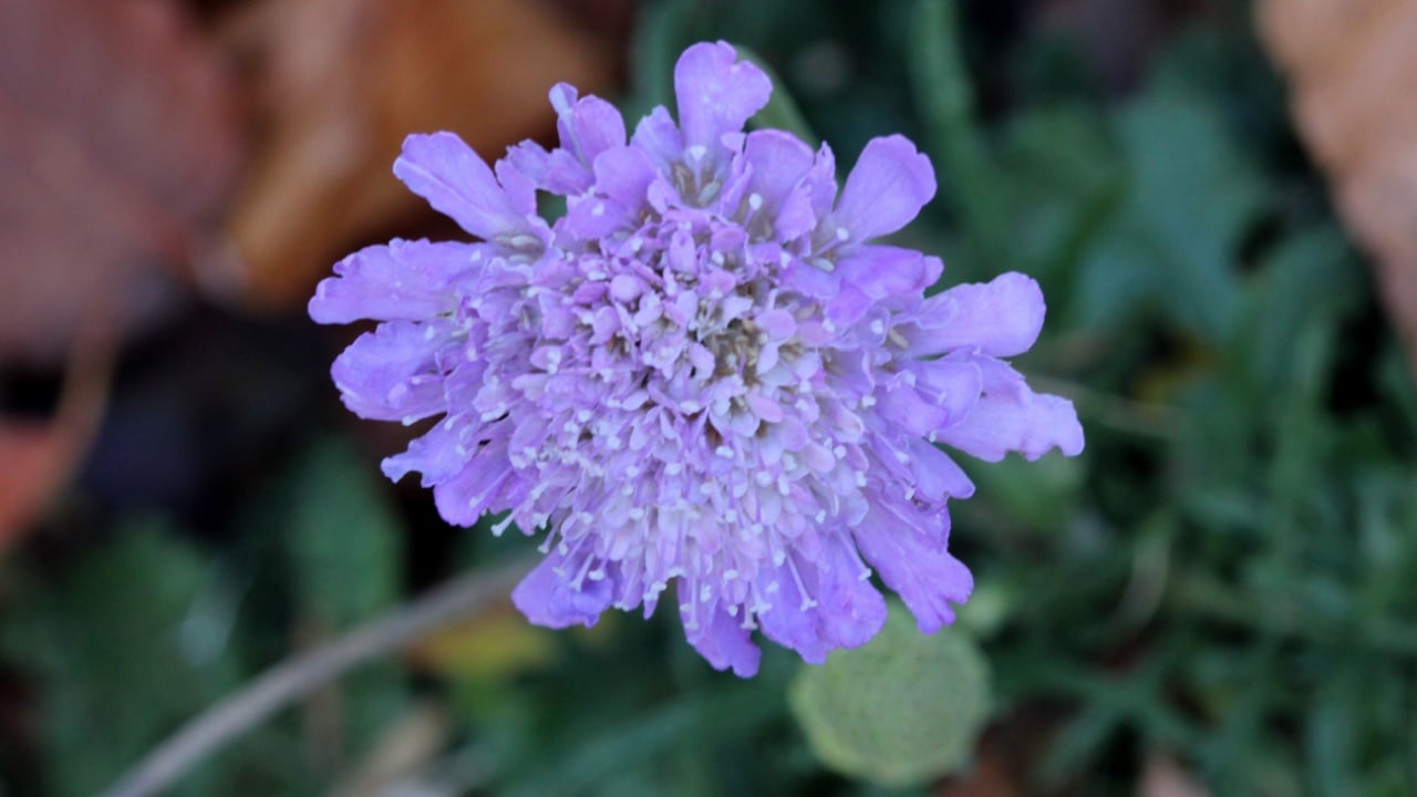 Scabiosa columbaria, Butterfly Blue, Small scabious, perennial herb with dissected leaves and up to 4 cm across lavender blue flower heads.