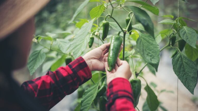 Close up women farmer hand keeping chilli pepper plant in the garden.