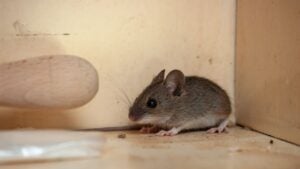House mouse in the corner of the cupboard.