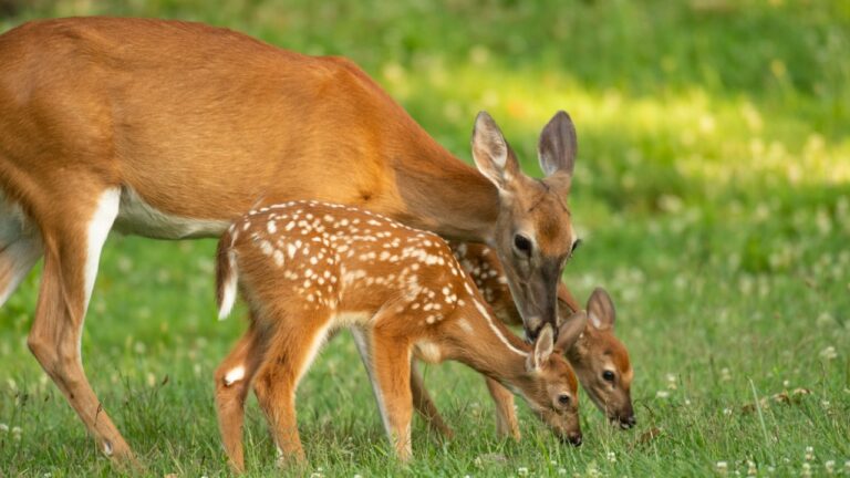 A white-tailed deer doe and its two fawns in an open meadow in summer
