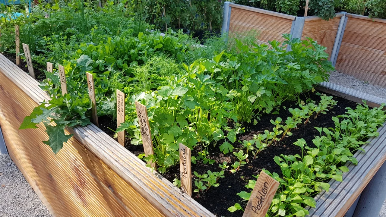 raised bed, vegetables