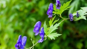 monkshood (Aconitum nipponicum)