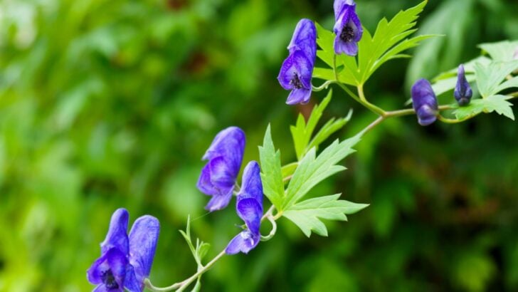 This Is One of the Most Toxic Beautiful Flowers to Think Twice About