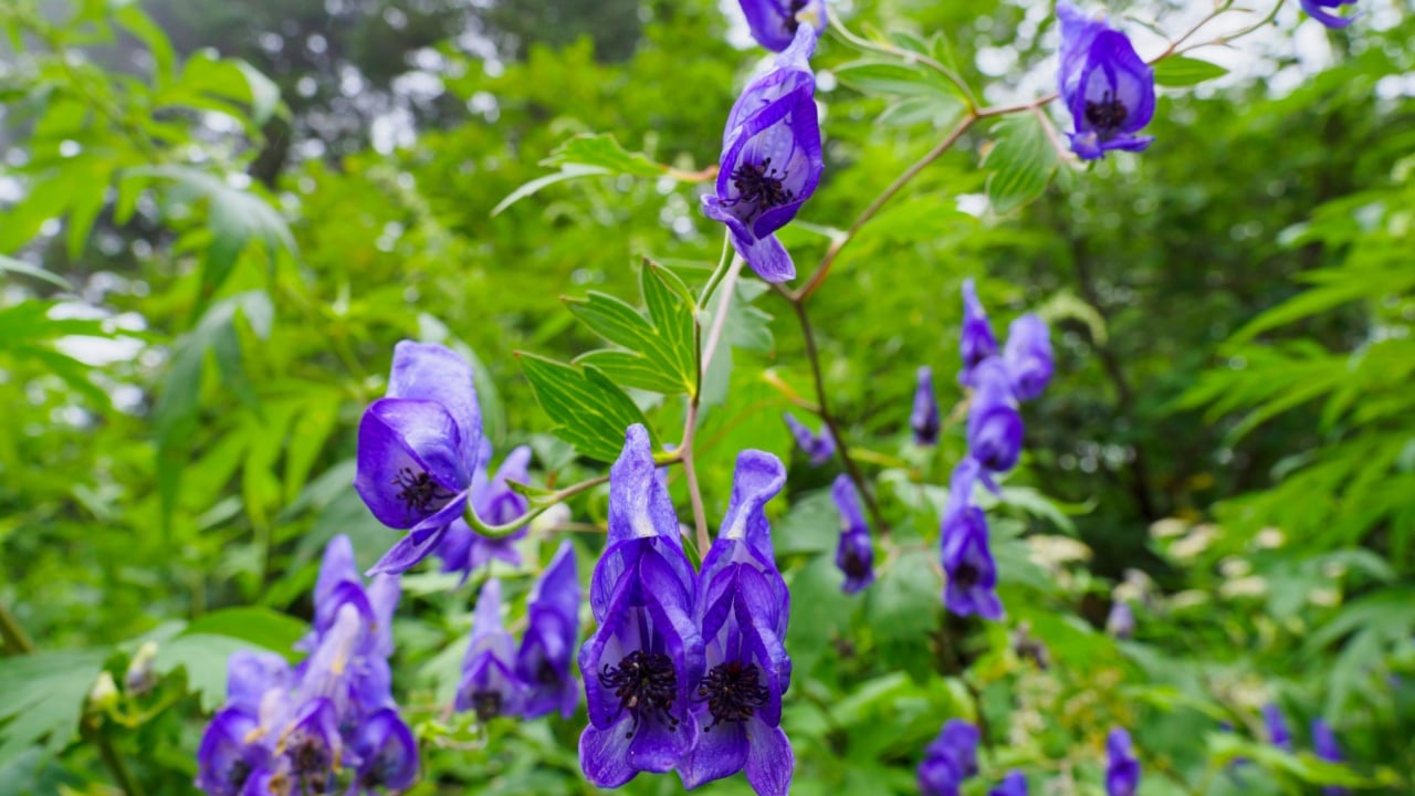 monkshood (Aconitum nipponicum)