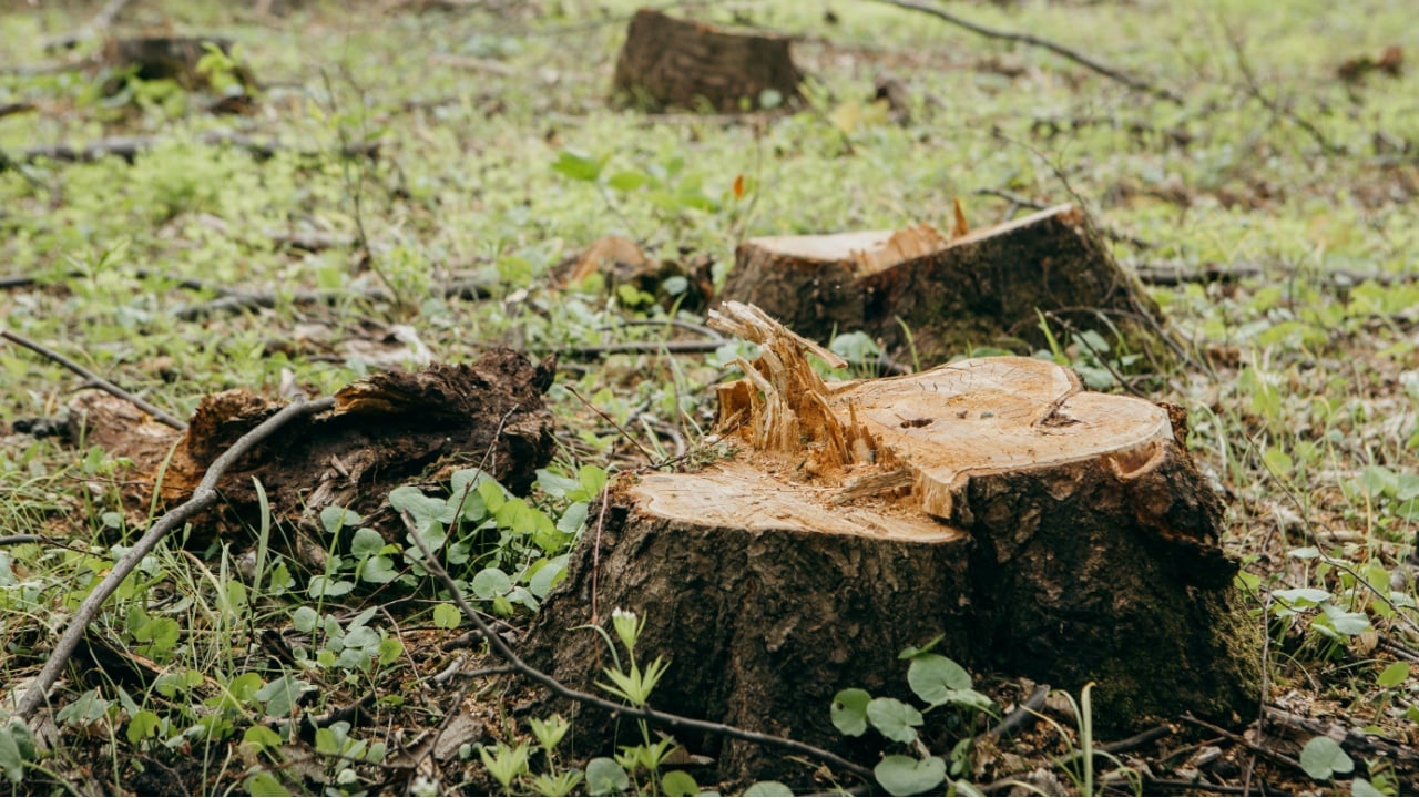 Tree stumps and scattered branches in the middle of the woods 