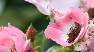 A closeup macro shot of two Japanese Beetles mating while sitting on a rose flower in a garden