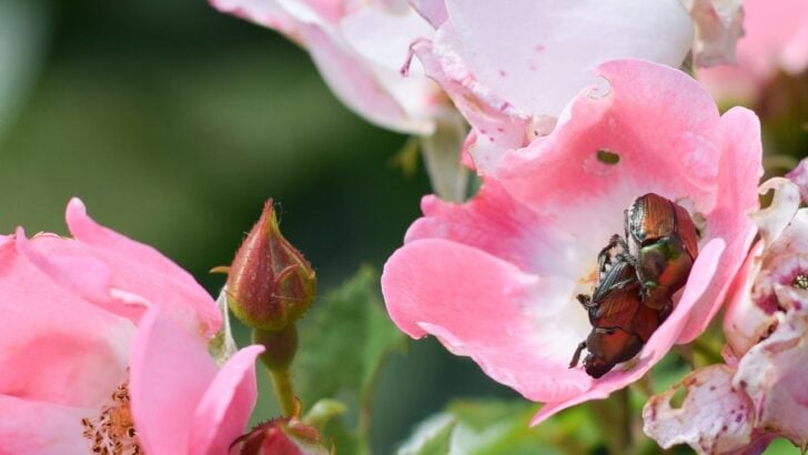 10 Plants That Japanese Beetles Absolutely Hate (and the One Mistake Making an Infestation Worse)