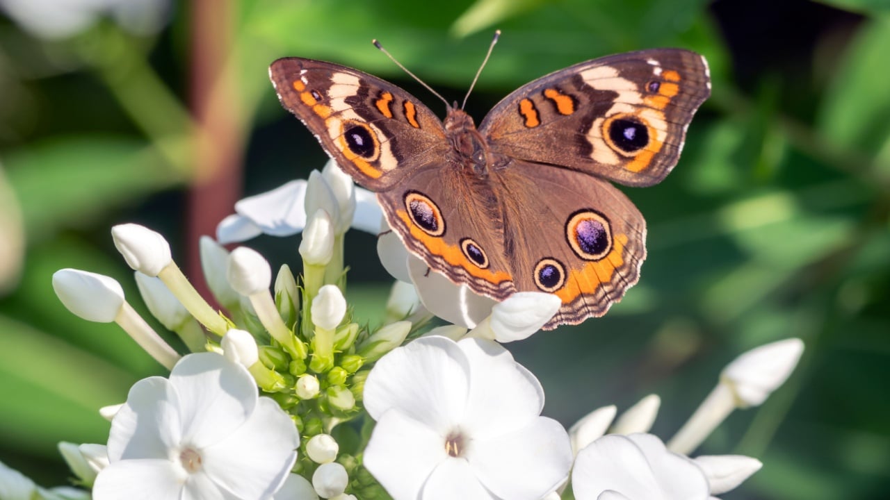 Junonia coenia, known as the common buckeye or buckeye, is a butterfly in the family Nymphalidae