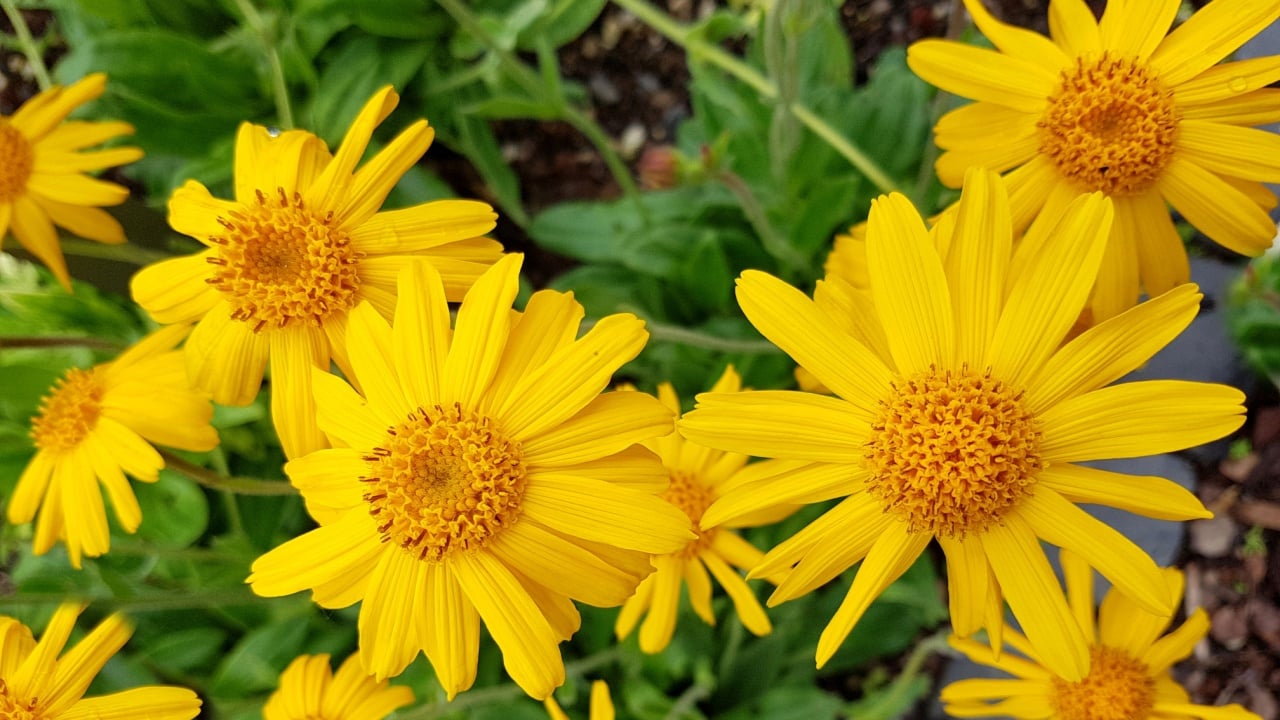 Arnica, Arnica montana, is a protected mountain plant that also occurs wild. It is a perennial with yellow flowers and an important medicinal plant and is also used in medicine.