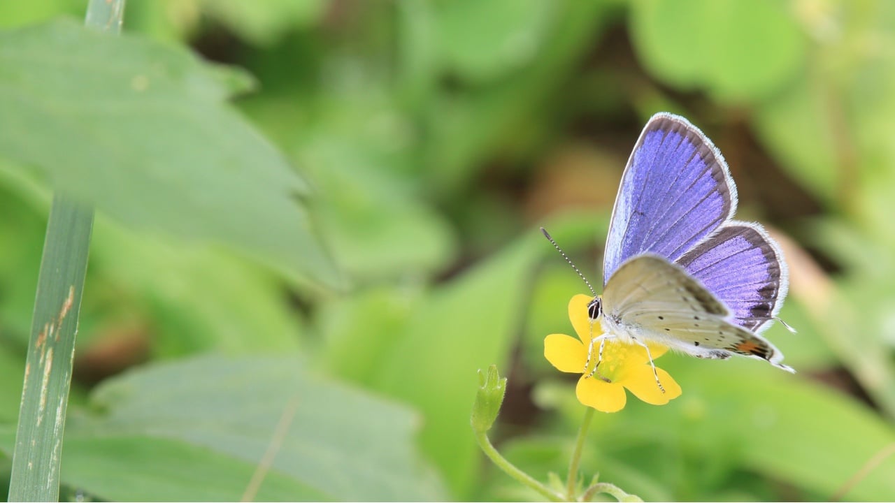 Short tailed blue on a yellow flower