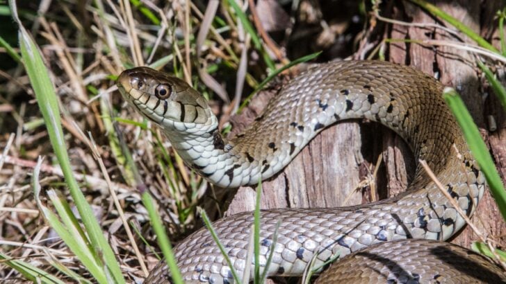 8 Smells That Snakes Hate