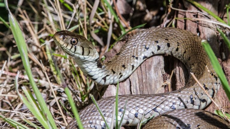 Barred grass snake (Natrix helvetica) basking in the sun full profile