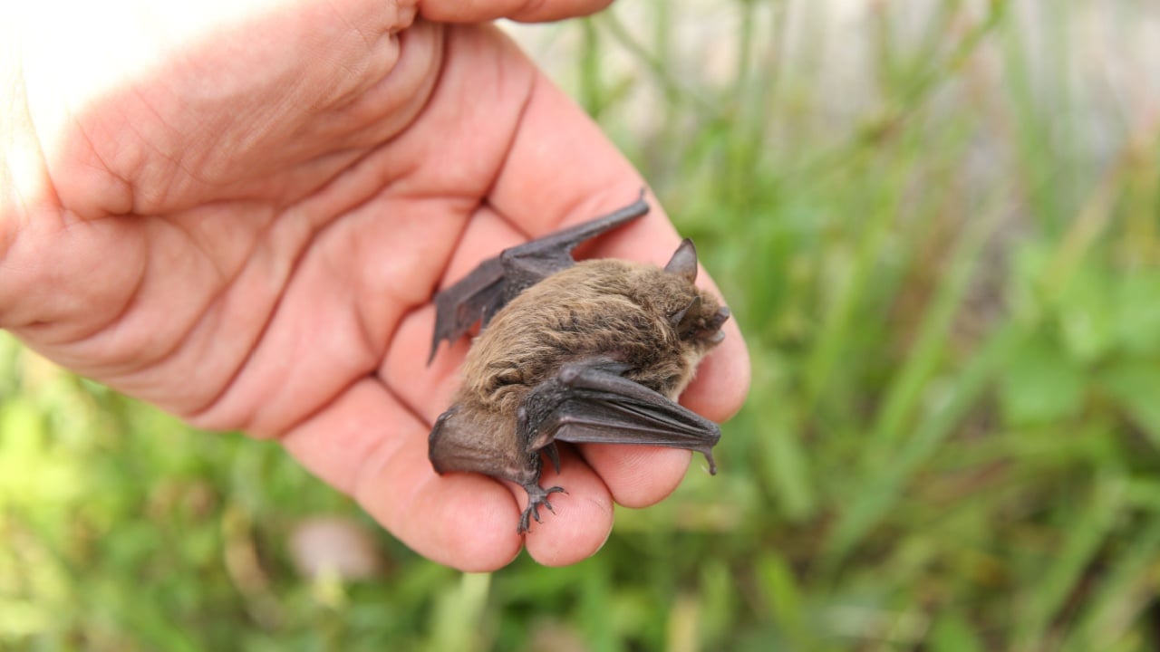 little bat on man's hand