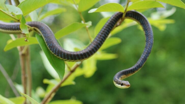 You May Be Breaking the Law Every Time You Kill a Garden Snake (And Losing $300 in Free Pest Control)