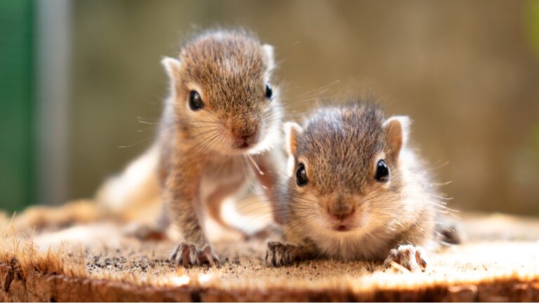 Baby squirrels looking out for their mother