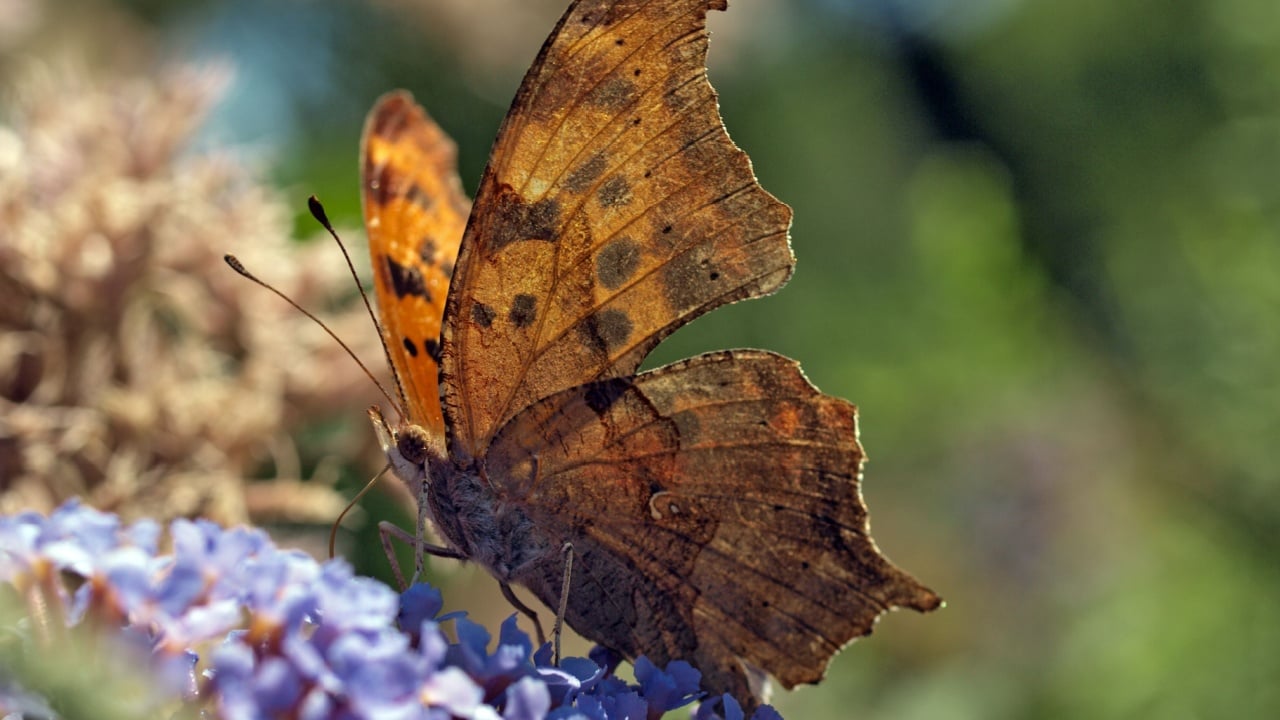 Question Mark Butterfly on liliac bush
