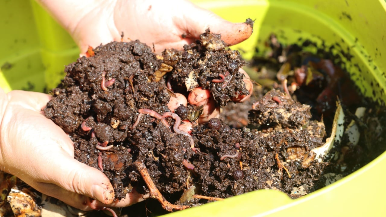 Earthworms in green vermicomposter, hidden in dirt, making compost
