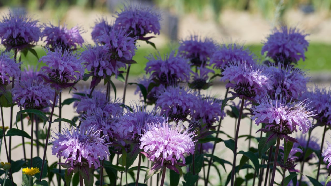 The name of these flowers is Monarda