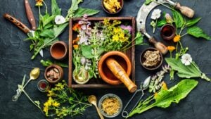 Fresh medicinal,healing herbs.Alternative medicine herbal.Natural herbal medicine