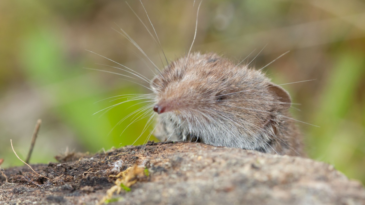 A macro closeup shot of the smallest mammal in the world known as the Etruscan shrew sitting on a rock