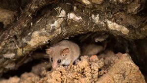 The Tasmanian pygmy possum (Cercartetus lepidus), also known as the little pygmy possum, is the world's smallest possum.