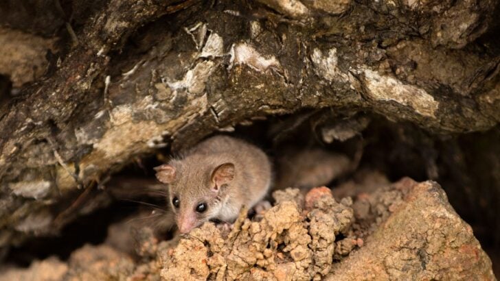 8 Smallest Animals in the World (And Where You Can Find Them)