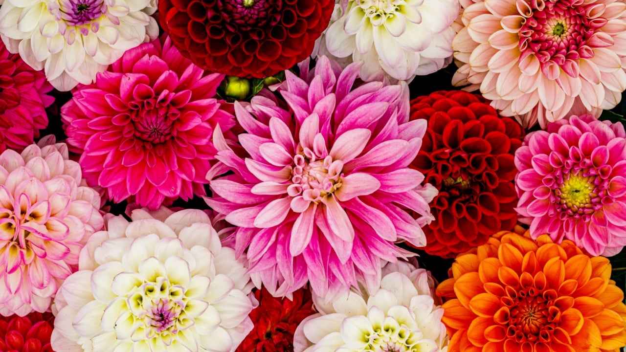 Red white Dahlia flowers with rain drops, top view wallpaper background. Colorful dahlia flowers, wallpaper backdrop. Blossoming dalias bloom