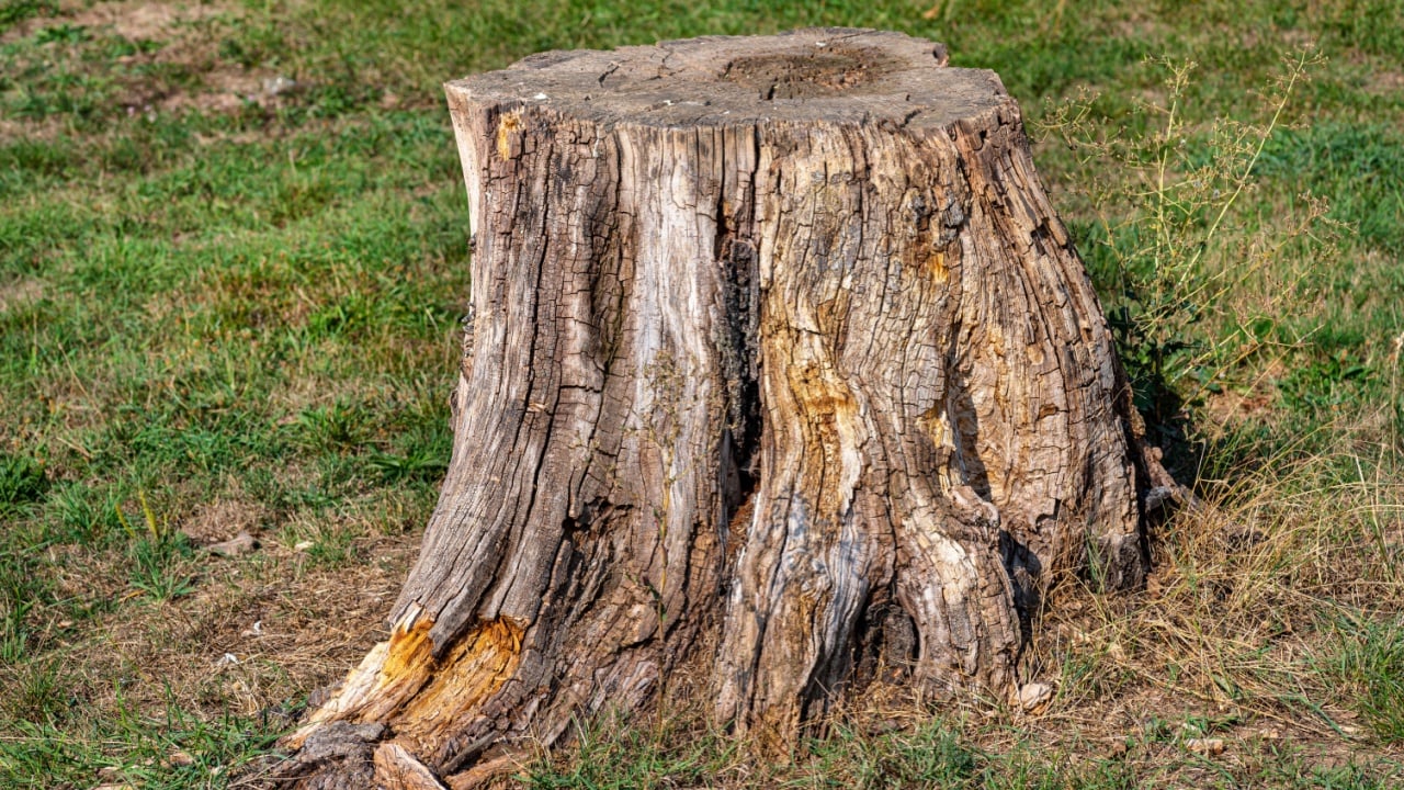 A cut and dry tree trunk growing in a grass field, nature destroyed.