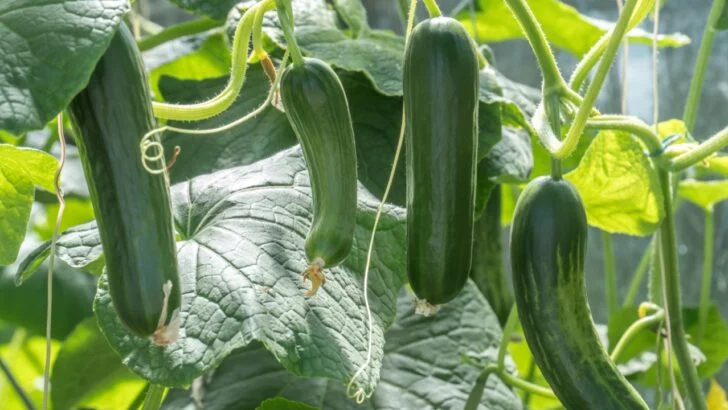 How to Grow Zucchini Vertically: 7 Steps That Save Space and Double Your Harvest