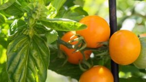 Genova basil and sungold tomatoes Companion planting helps confuse insects seeking tomatoes to eat .