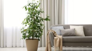 Modern living room interior with beautiful curtains on window