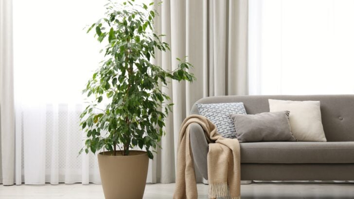 7 Tricks for Keeping Plants Alive While on Vacation